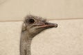 Portrait of ostrich Royalty Free Stock Photo