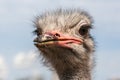 Portrait of an ostrich in sunny day Royalty Free Stock Photo