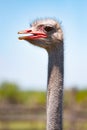 Portrait of an ostrich in sunny day. Close-up. Royalty Free Stock Photo