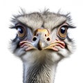 portrait of a ostrich on white background