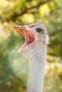 Portrait of ostrich