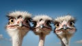 Portrait of ostriches on a farm. Generative AI,