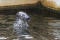 Portrait of Otariidae head - Sea lion in the water