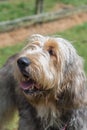 Portrait of an Otterhound with tongue out Royalty Free Stock Photo