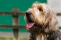 Portrait of an Otterhound with tongue out Royalty Free Stock Photo