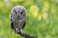 Portrait of otus scops with eyes downcast Royalty Free Stock Photo