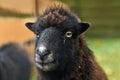 Portrait of Ouessant sheep Royalty Free Stock Photo
