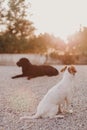 Portrait outdoors of a beautiful black labrador lying on the floor and a cute small white dog at sunset during golden hour. Pets Royalty Free Stock Photo