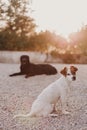 Portrait outdoors of a beautiful black labrador lying on the floor and a cute small white dog at sunset during golden hour. Pets Royalty Free Stock Photo