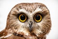 Portrait of owl Royalty Free Stock Photo