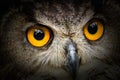 Portrait owl with big yellow eyes with black vintage Royalty Free Stock Photo