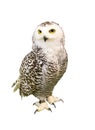 Portrait of Owl with clipping path.