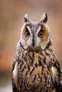 Portrait of owl. Long-eared owl, Asio otus, isolated on orange background. Detail of face of beautiful owl with big orange eyes. Royalty Free Stock Photo