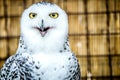Portrait of a owl with an open beak looking into the camera. Royalty Free Stock Photo