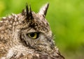 Portrait of an owl Royalty Free Stock Photo