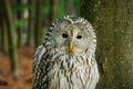 Portrait of owl. Ural owl, Strix uralensis, perched in beech forest. Beautiful grey owl in natural habitat.