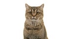 Portrait of a pretty british shorthaired cat looking at the camera isolatd on a white background