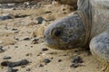 Portrait of Pacific Green sea turtle in deserted beach