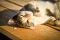 Portrait of a pacified cat lying on wooden boards