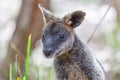 Portrait of Pademelon - native Australian marsupial.