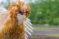 Portrait of a padovana chicken with long peak