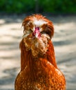 Portrait of a Paduan chicken with a fluffy crest and reddish plumage, standing outdoors in bright sunlight Royalty Free Stock Photo