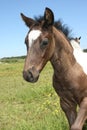 Portrait of a Paint Colt Royalty Free Stock Photo