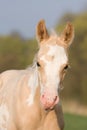 Portrait of paint horse foal Royalty Free Stock Photo