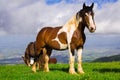 Portrait of paint mare horse at Subasio mountain Royalty Free Stock Photo