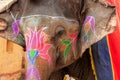 Portrait of painted elephant walking up to Amber Fort near Jaipur, Rajasthan, India Royalty Free Stock Photo