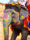 Portrait of painted elephant walking up to Amber Fort near Jaipur, Rajasthan, India Royalty Free Stock Photo