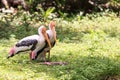 Portrait painted stock bird