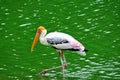 Portrait painted Stork looking for food in water