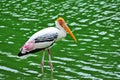 Portrait painted Stork looking for food in water