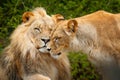 Portrait of pair of African lions, Panthera leo, detail of big animal, evening sun, Chobe National Park, Botswana, Africa. Cat in