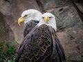 Portrait of a pair of bald eagles perched on rocks with a blurry background