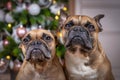 Portrait of pair of brown French Bulldog dogs sitting in front of decorated Christmas tree