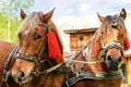 Portrait of pair of brown horses heads, in a harness stand on t Royalty Free Stock Photo