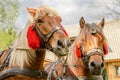 Portrait of pair of brown horses heads, in a harness stand on t Royalty Free Stock Photo