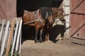 Portrait of pair of brown horses heads, in a harness stand on the yard of farm. Horse concept. Royalty Free Stock Photo