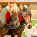 Portrait of pair of brown horses heads, in a harness stand on t Royalty Free Stock Photo