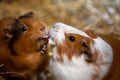 Portrait of pair domestic guinea pigs Cavia porcellus cavies on the straw