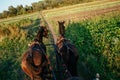 Portrait of a pair of draught horses Royalty Free Stock Photo