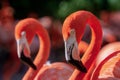 Portrait of a pair of flamingo birds in their natural environment. Royalty Free Stock Photo