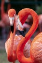 Portrait of a pair of flamingo birds in their natural environment. Royalty Free Stock Photo