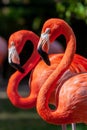 Portrait of a pair of flamingo birds in their natural environment. Royalty Free Stock Photo