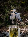 Portrait of a pair of great blue herons perched on a tree in a forest