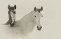 Portrait of a pair of horses to which a great friendship unites Royalty Free Stock Photo