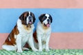 Portrait of a pair of large St. Bernards sitting nearby