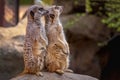 Portrait of meerkats stading in a rock